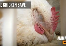 Animal Save Movement