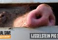 Animal Save Movement