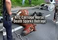 Animal Save Movement