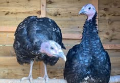 Animal Save Movement