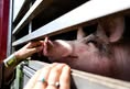 Animal Save Movement