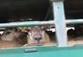 Animal Save Movement