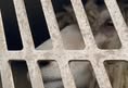 Animal Save Movement