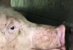 Animal Save Movement