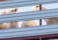 Animal Save Movement