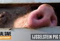 Animal Save Movement
