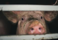 Animal Save Movement