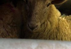 Animal Save Movement