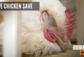 Animal Save Movement