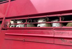 Animal Save Movement