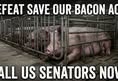Animal Save Movement