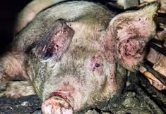 Animal Save Movement