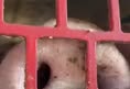 Animal Save Movement
