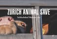 Animal Save Movement