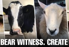 Animal Save Movement