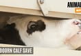 Animal Save Movement
