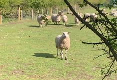 Animal Save Movement