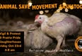 Animal Save Movement