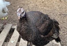 Animal Save Movement