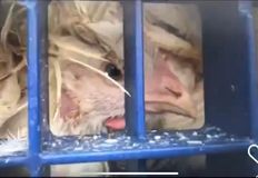 Animal Save Movement