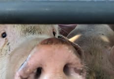 Animal Save Movement