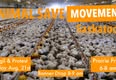 Animal Save Movement