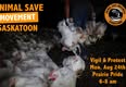 Animal Save Movement