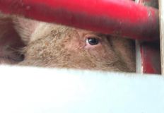 Animal Save Movement