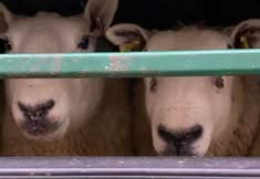 Animal Save Movement