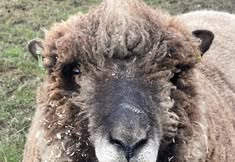 Animal Save Movement