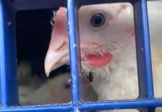 Animal Save Movement