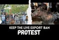 Animal Save Movement