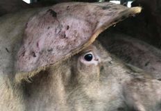 Animal Save Movement