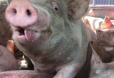 Animal Save Movement