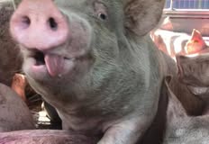 Animal Save Movement