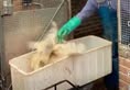 Animal Save Movement