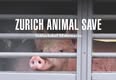 Animal Save Movement