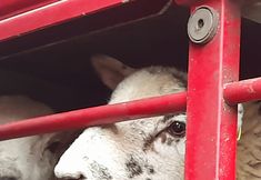 Animal Save Movement