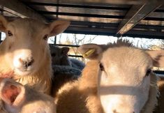 Animal Save Movement