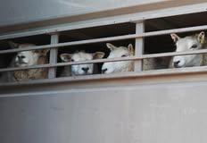 Animal Save Movement