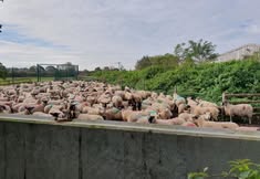 Animal Save Movement