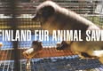 Animal Save Movement