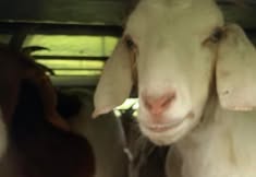 Animal Save Movement