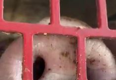 Animal Save Movement