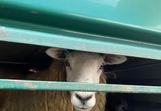 Animal Save Movement