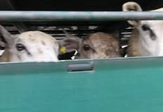 Animal Save Movement