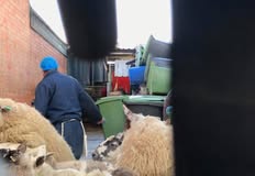 Animal Save Movement