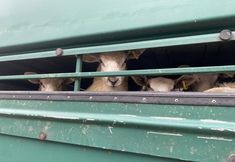 Animal Save Movement