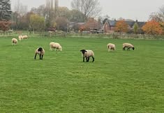 Animal Save Movement