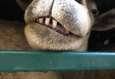 Animal Save Movement